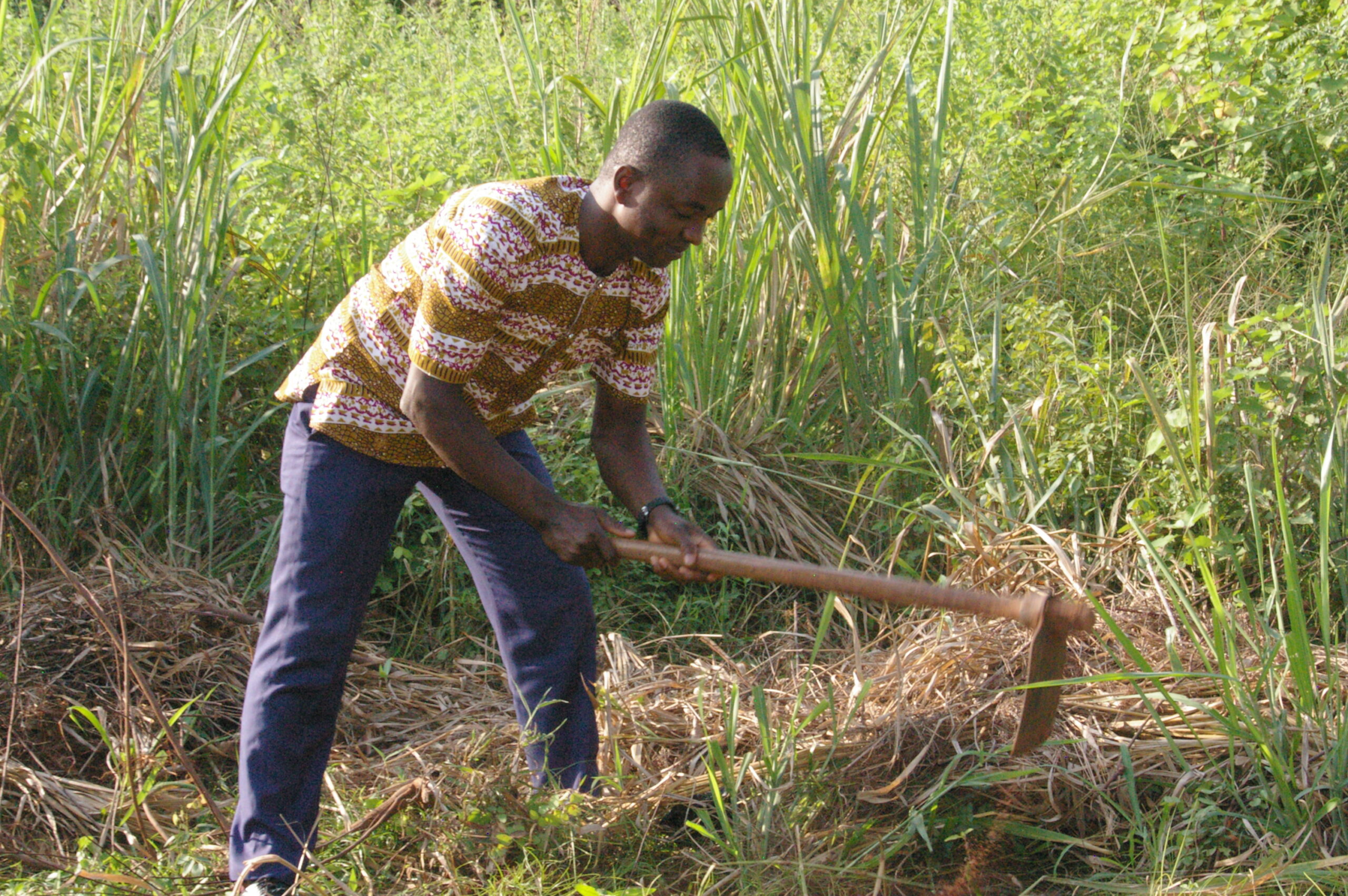 APEVIA lance son champ d’artemisia