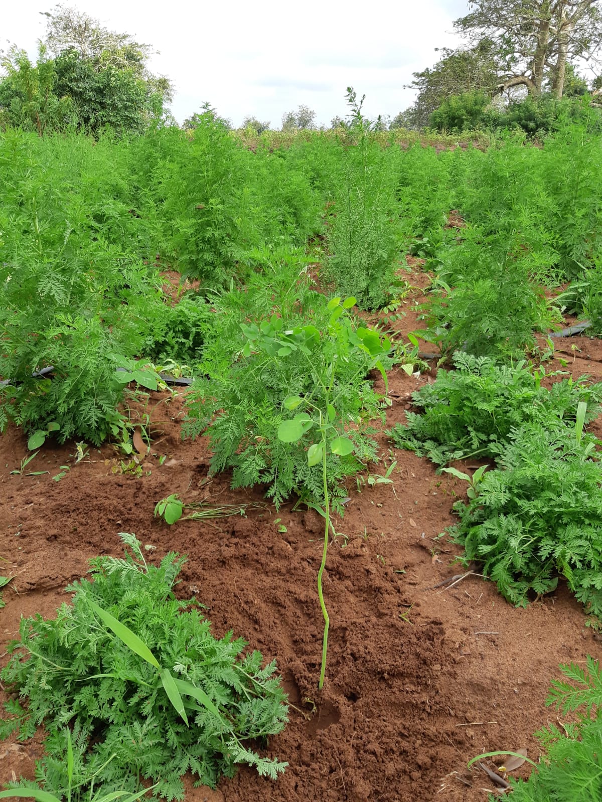 Moringa rime avec APEVIA