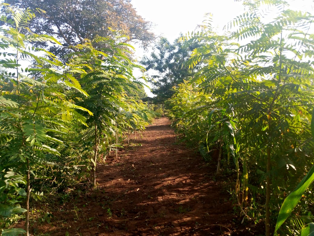 Prenons soin des arbres plantés… Et n’oublions pas Noël !!